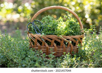 Fresh Thyme In A Wicker Basket In The Garden.