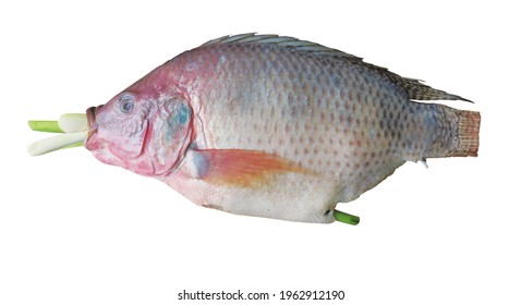 Fresh Tilapia Fish With Green Herb Stem Inside Mouth Through Out Abdomen