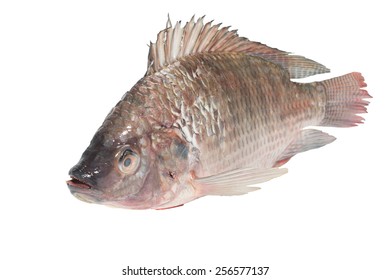 Popular Rohu Rohit Fish Indian Subcontinent Stock Photo 173021549 ...