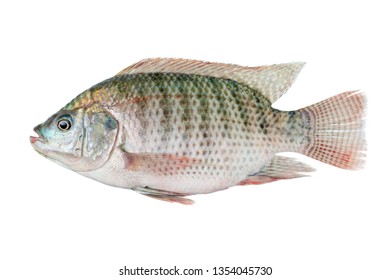 Catching Nile Tilapia Fish Blood Isolated Stock Photo 1035372001 ...