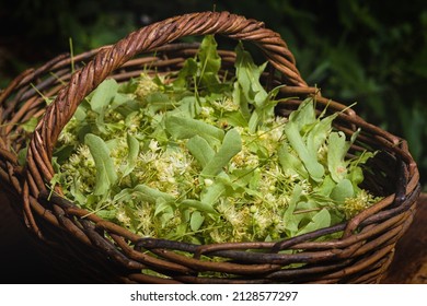 Fresh Tilia flowers in a basket in garden. Close up of Linden flowers in a basket.