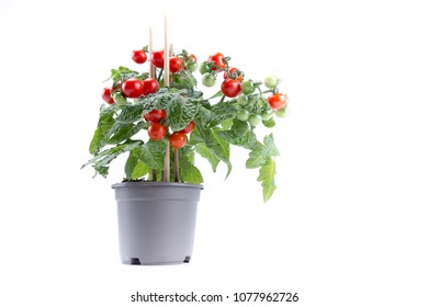 Fresh Tinny Small Cherry Tomato Plant In A Jar On White Background