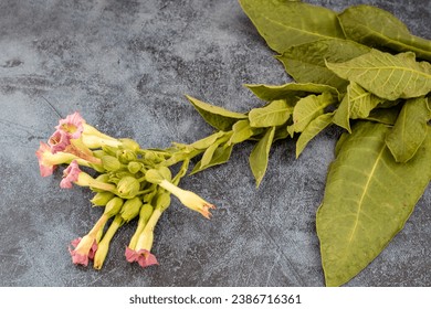 fresh tobacco leaves and flowers close-up; fine details and very high resolution for backgrounds.