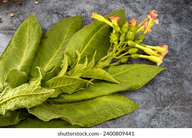 fresh tobacco leaves and flowers close-up; fine details and very high resolution for backgrounds.