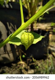 Fresh Tomatillo In The Garden