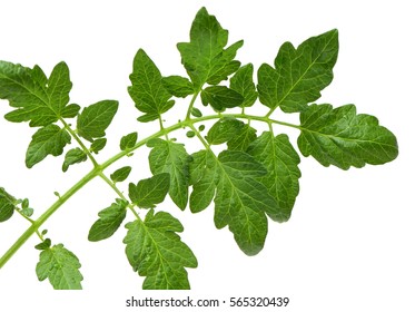 Fresh Tomato Leaf On White Background