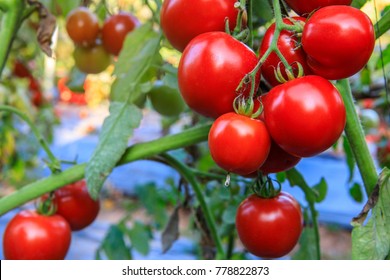 Fresh Tomato On The Stem In The Garden.