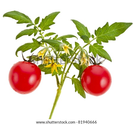 fresh tomato plant flowering decor isolated on white background