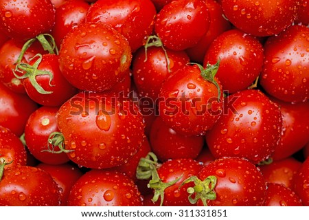 Fresh tomatoes in drops of dew as a background
