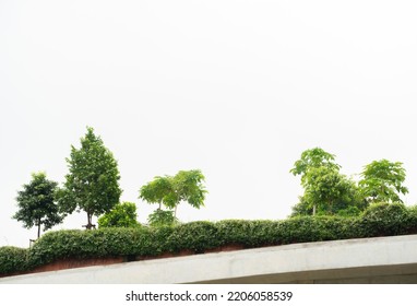 Fresh Tree Garden Landscape Exterior On Rooftop Modern Building With White Copy Space Background.idea For Natural Living Wallpaper,green Architecture Design.
