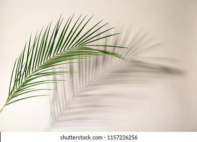 Palm Tree Leaves Against Turquoise Sky Stock Photo (Edit Now) 1135590596