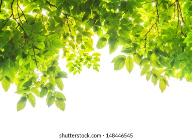 Fresh tropical forest green spring leave plant foliage greenery leaf frame isolated on white outdoors nature jungle background.Agriculture natural organic herbal healthy life product concept. - Shutterstock ID 148446545