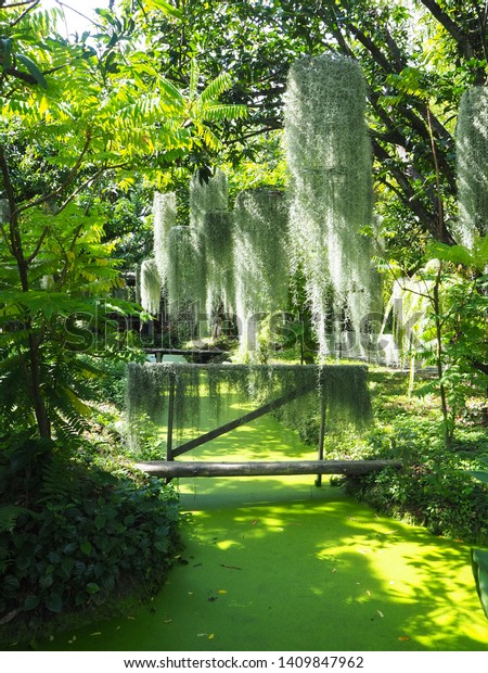 Fresh Tropical Green Garden Pond That Royalty Free Stock Image