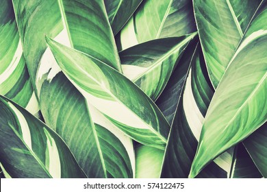 Fresh Tropical Green Leaves Background