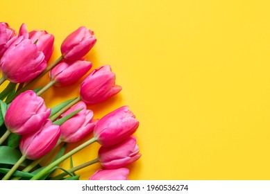 Fresh tulip flowers on a yellow background.