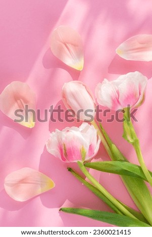 Fresh tulip flowers with petals on a pink background, barbie pink, barbie core, hard light. Vertical orientation, top view.