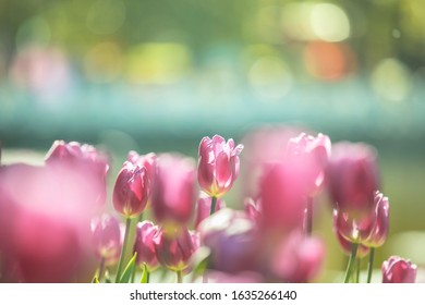 Fresh Tulips Blooming In The Spring Garden