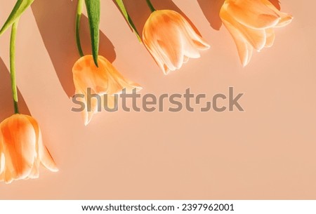 Fresh tulips on pastel peach color of the 2024 background in natural light