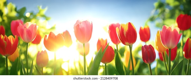 Fresh tulips in warm sunlight - Shutterstock ID 2128409708