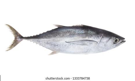 Fresh Tuna Fish Isolated