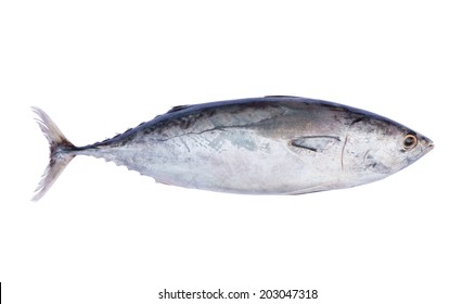 Fresh Tuna Fish Isolated On White Background