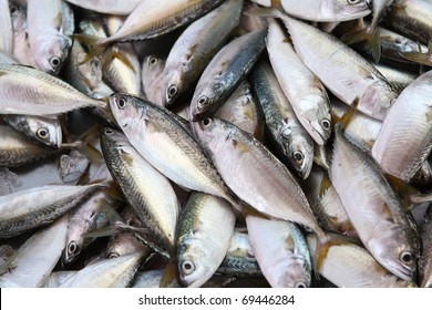 Fresh Tuna Fish In Market