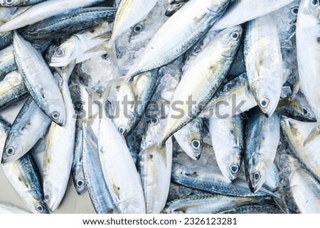 Fresh tuna fish sell in fishery market food industry