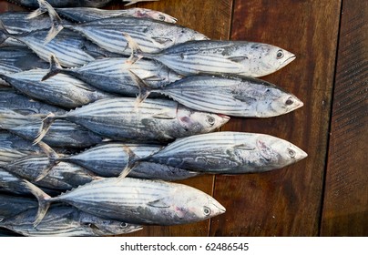 Fresh Tuna Fishes On The Table In Fish Market