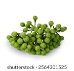 Fresh Turkey berry or Pea eggplant or Solanum torvum isolated on white background.