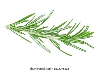 Fresh twig of rosemary isolated on a white background. Sprig of organic rosemary.