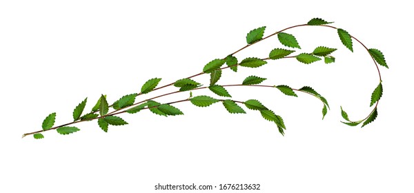 Fresh Twisted Twigs With Green Leaves Isolated On White Background