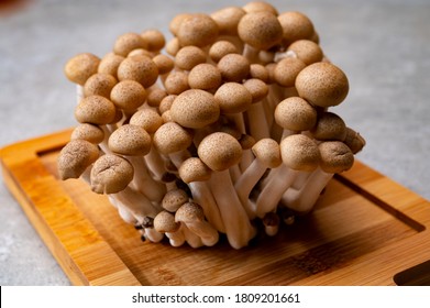 Fresh uncooked buna brown shimeji edible mushrooms from Asia, rich in umami tasting compounds such as guanylic and glutamic acid - Powered by Shutterstock