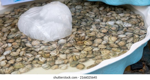 Fresh Uncooked Vongole Clams For Make Of Italian Seafood Dish Spaghetti Vongole For Sale On Italian Market