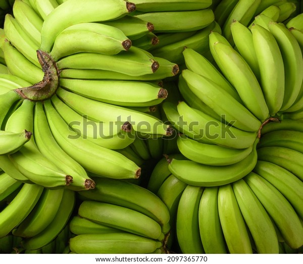 fresh unripe banana, harvested tropical fruit\
green background, closeup
