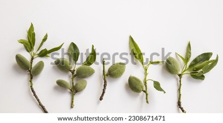 Fresh, unripe green almonds branch on white surface with copy space.Usually plucked in April and Common in Türkiye, Iran, Israel and Arab countries