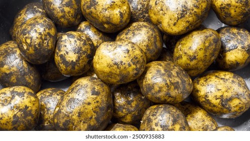 Fresh, unwashed potatoes with soil, ready for cooking or storage, showcasing natural and organic produce. - Powered by Shutterstock