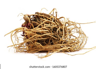 Fresh valerian root (Valeriana officinalis). The drug (Valerianae radix) has long tradition as herbal medicinal product in order to relieve mild symptoms of mental stress and to aid sleep.