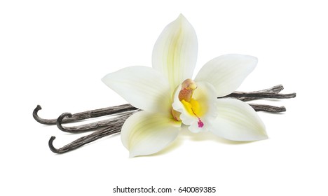 Fresh vanilla flower and dry pods isolated on white background