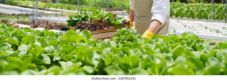 Fresh Vegetable Hydroponic System Organic Vegetables Stock Photo ...