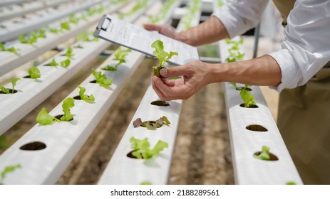Fresh vegetable hydroponic system.Organic vegetables salad growing garden hydroponic farm Freshly harvested lettuce organic for health food Earths day concept - Shutterstock ID 2188289561