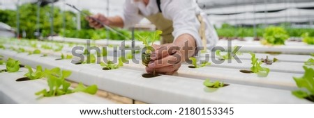 Fresh vegetable hydroponic system.Organic vegetables salad growing garden hydroponic farm Freshly harvested lettuce organic for health food Earths day concept