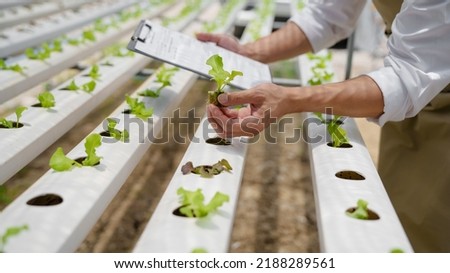 Fresh vegetable hydroponic system.Organic vegetables salad growing garden hydroponic farm Freshly harvested lettuce organic for health food Earths day concept