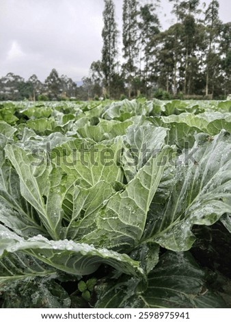 Fresh Vegetable Leaf on Eart West Java 
