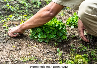 Fresh vegetables in the country - Shutterstock ID 1860578212