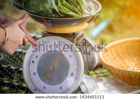 Fresh vegetables on kilograms at organic farm.