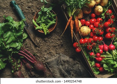 Fresh vegetables, potato, radish, tomato, carrot, beetroot in wooden box on ground on farm at sunset. Freshly bunch harvest. Healthy organic food, agriculture, top view