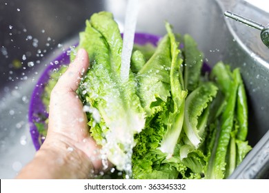 68,539 Water Lettuce Images, Stock Photos & Vectors | Shutterstock