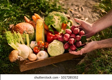 Fresh vegetables in wooden box.