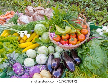 Fresh Vegtables On A Field