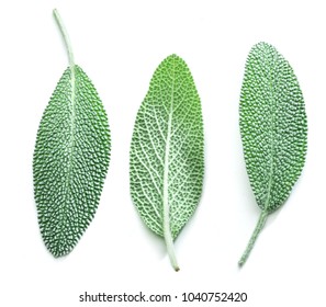 Feuille De Sauge Images Stock Photos Vectors Shutterstock